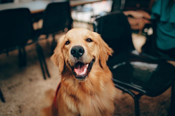 Pettorina e cura cane