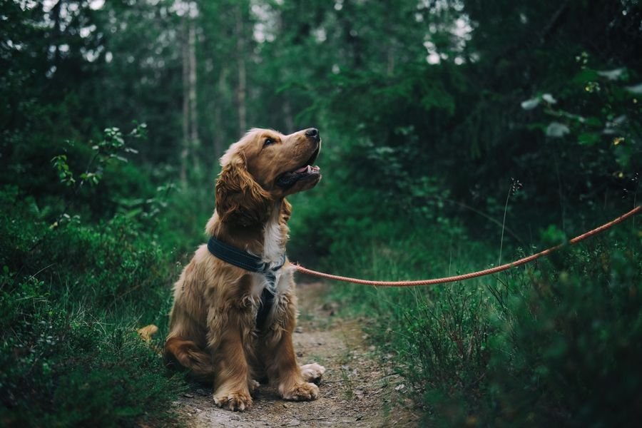 Cura amorevole per cani e gatti